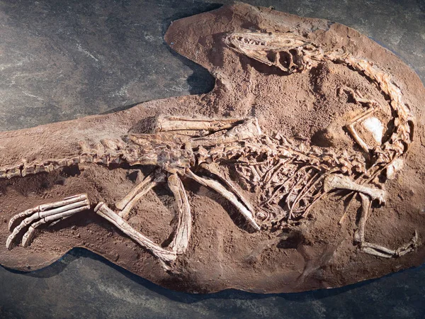Υπόδειγμα Απολιθωμένου Δεινόσαυρου Έδαφος Ψεύτικη Ανασυγκρότηση — Φωτογραφία Αρχείου
