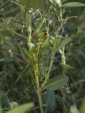 Boxwood Borer Bahçedeki Çitin Yaprakları 'nın üzerinde.