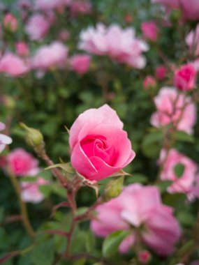Bahçede Yeşil Yapraklı Gül Çiçekleri.