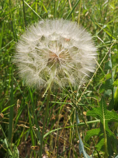 Closeup White Dandelion Green Field — Stock Photo, Image