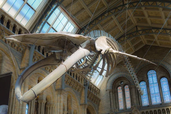 Blå Val Skelett Hängande Från Taket Natural History Museum London — Stockfoto
