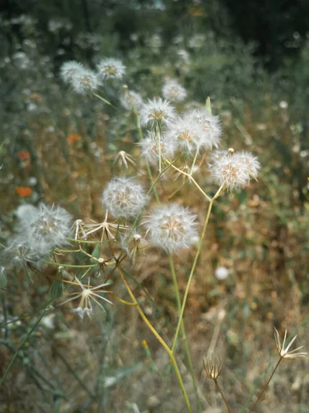 Weiße Löwenzahne Grünen Feld Thema Blumen — Stockfoto