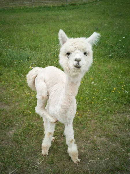 Piccolo Alpaca Bianco Gratuito Prato Verde — Foto Stock