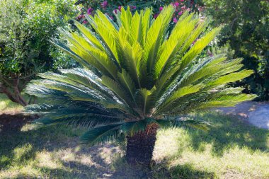 Yeşil Küçük Palmiye: Bahçedeki Küçük Palmetto.