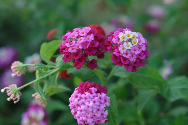 Rosa Und Violette Blume Lantana Camara Schöne Blühende Pflanze — Stockfoto