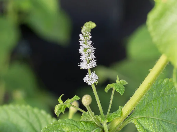 Actaea Racemosa Çiçeği: Bahçedeki Beyaz Efsane.