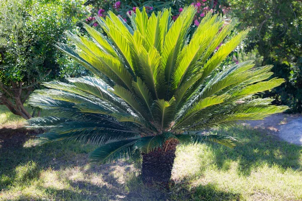 Grön Liten Palm Träd Lilla Palmetto Trädgård Stockfoto