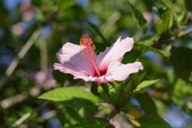 Pembe Hibiscus Rosa-Sinensis: Güzel Çiçek Bitkisi