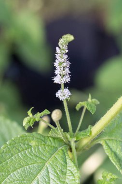 Actaea Racemosa Çiçeği: Bahçedeki Beyaz Efsane.