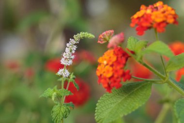 Siyah Cohosh: Beyaz Efflorescence ve Arı.
