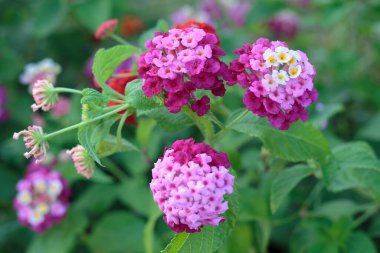 Pembe ve Mor Çiçek Lantana Camara: Güzel Çiçek Çiçeği.