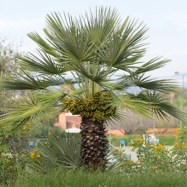 绿色小棕榈树 花园中的小棕榈 — 图库照片