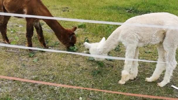 Alpaga blanc et brun gratuit et petit âne gris sur une pelouse verte 
