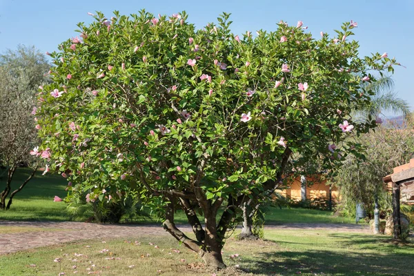 美丽的粉红芙蓉树 开花植物 — 图库照片