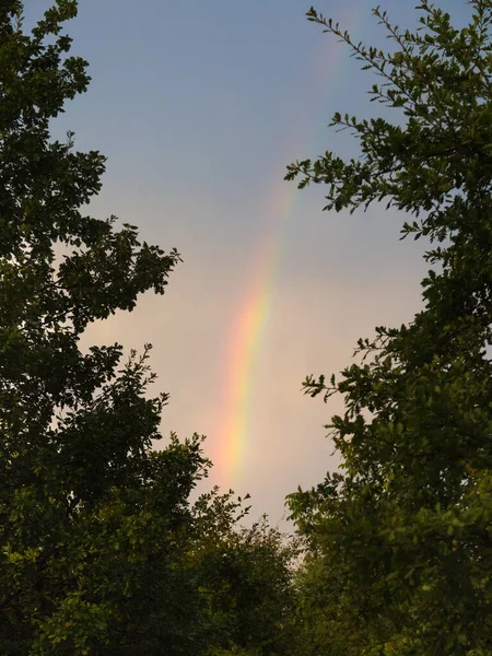 Part of a Rainbow in the Sky, seen between the Leaves of two Trees.