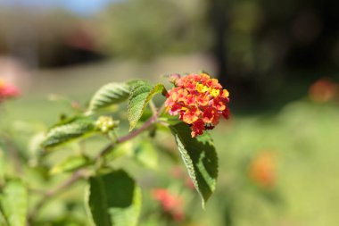 Sarı, Turuncu ve Kırmızı Çiçek Lantana Camara: Güzel Çiçek Bitkisi.