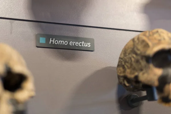 Rekonstruktion Eines Menschlichen Schädels Aus Prähistorischer Zeit — Stockfoto