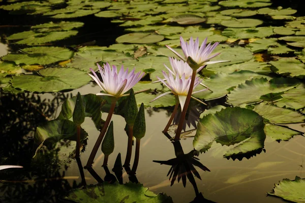 beautiful violet water lilies blooming on pond