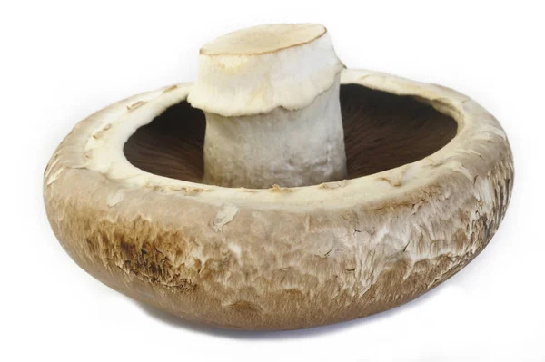 Portobello mushroom on white background — Stock Photo, Image