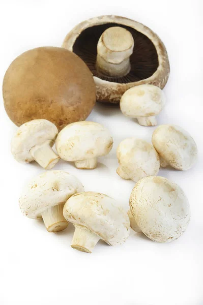 Fresh champignon mushrooms and portobello mushroom — Stock Photo, Image