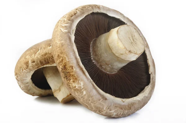 Portobello mushroom on white background — Stock Photo, Image