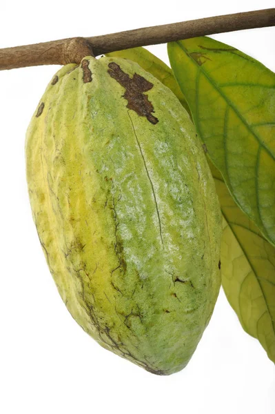 Cocoa pod on white background — Stock Photo, Image