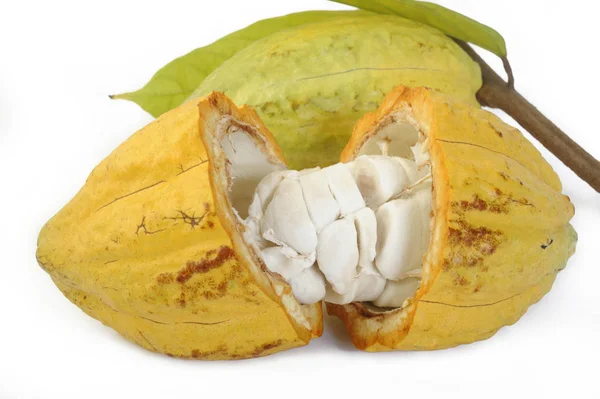 Fruits de cacao avec feuille sur blanc — Photo