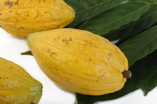 Cocoa fruits with leaf on white — Stock Photo, Image