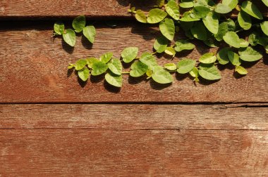 tridax procumbens sarmaşık bitki ahşap arka plan üzerinde