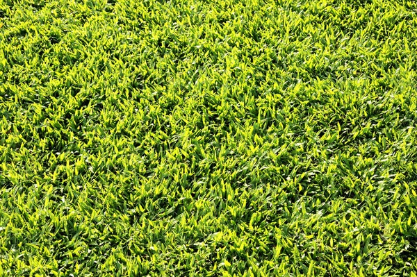 Grass Field Floor Texture — Stock Photo, Image