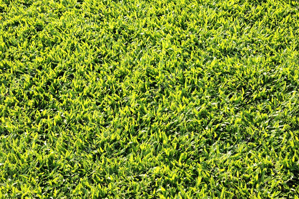 Grass Field Floor Texture — Stock Photo © phloenphoto #194721292