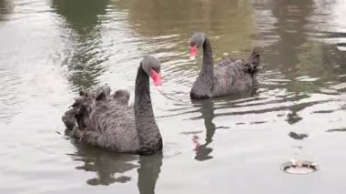 İki güzel siyah kuğular gölde yüzmeye. Biri kendini temizleme. Gerçek zamanlı eylem.