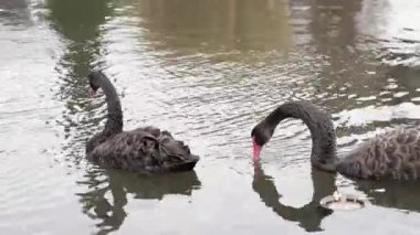 İki güzel siyah kuğular gölde yüzmeye. Biri kendini temizleme. Gerçek zamanlı eylem.