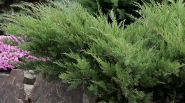 Evergreen TUI bitkileri, peyzaj tasarımı, doğa