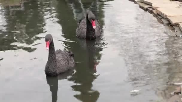 Two Beautiful Black Swans Swimming in the Lake. One Cleaning Himself. the Action in Real Time. — Stock Video