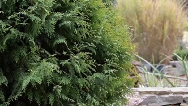 Evergreen Tui plantas, diseño de paisajes, naturaleza — Vídeos de Stock