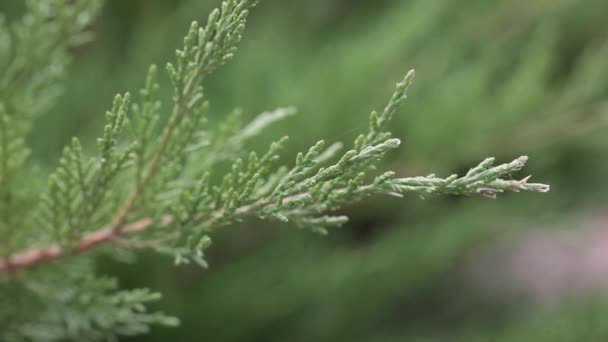 Вечно зеленые растения Туи, ландшафтный дизайн, природа — стоковое видео