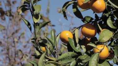Portakal mandalina büyümek bir ağaç, yeşil yapraklar, rüzgar sallanan