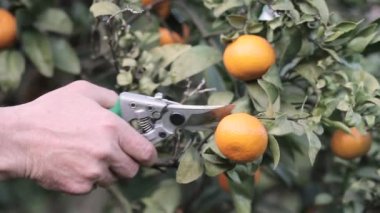 Adam mandalina dallar üzerinden aldı