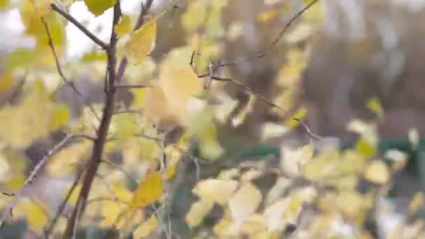 Feuilles de bouleau jaune se développent dans le vent, automne, nature — Video