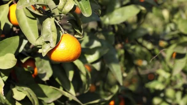 Orangefarbene Mandarinen wachsen auf einem Baum, grüne Blätter, Wind wiegt — Stockvideo