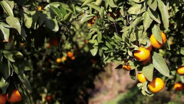 Pomarańczowy mandarynki rosną na drzewie, zielonych liści, wiatr kołysze — Wideo stockowe