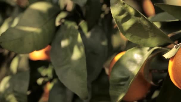 Mandarini arancioni crescono su un albero, foglie verdi, vento ondeggiante — Video Stock
