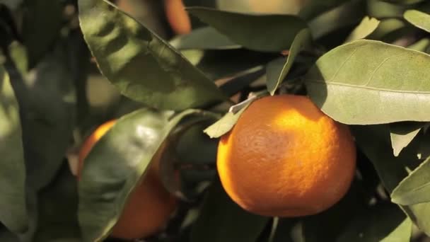 Mandarins alaranjados crescem em uma árvore, folhas verdes, balançando do vento — Vídeo de Stock