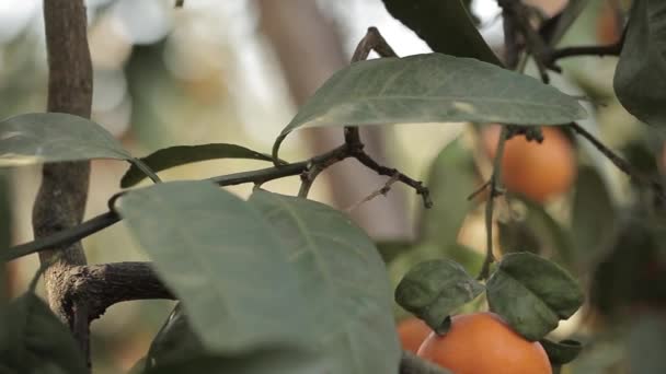Oranžové mandarinky rostou na stromě, zelené listy, vítr kolébal — Stock video