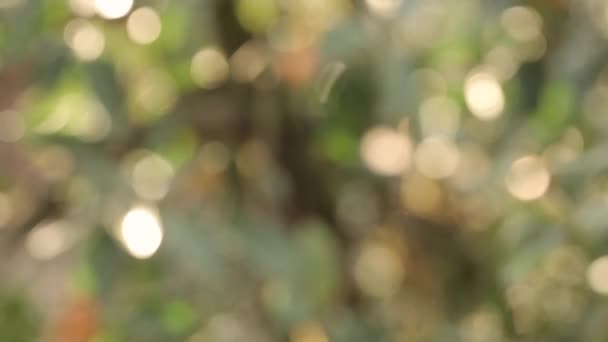 Mandarines orange poussent sur un arbre, feuilles vertes, le vent se balançant — Video