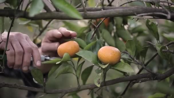 Muž si vybral mandarinky z větví — Stock video