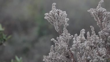 Sonbahar doğa. Rüzgar kuru bitki. Yakın çekim. Sonbahar çimleri arka plan. Doğa arka plan.