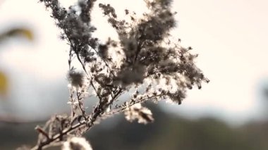 Sonbahar doğa. Rüzgar kuru bitki. Yakın çekim. Sonbahar çimleri arka plan. Doğa arka plan.