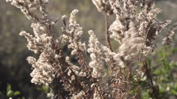 Podzimní příroda. Suché rostliny ve větru. Detail. Podzimní sněhová vločka. Přírodní pozadí. — Stock video
